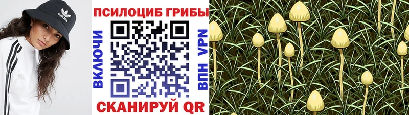 мега Николаевск Псилоцибиновые грибы прущие грибы